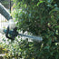 TAILLE HAIE 22'' 18V Li-ION